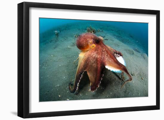 A Coconut Octopus, Lembeh Strait, Sulawesi, Indonesia-null-Framed Photographic Print