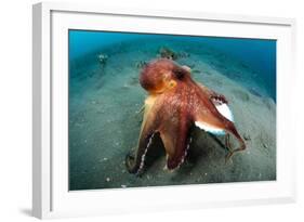 A Coconut Octopus, Lembeh Strait, Sulawesi, Indonesia-null-Framed Photographic Print