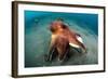 A Coconut Octopus, Lembeh Strait, Sulawesi, Indonesia-null-Framed Photographic Print