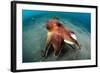 A Coconut Octopus, Lembeh Strait, Sulawesi, Indonesia-null-Framed Photographic Print