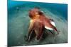 A Coconut Octopus, Lembeh Strait, Sulawesi, Indonesia-null-Mounted Photographic Print