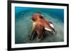 A Coconut Octopus, Lembeh Strait, Sulawesi, Indonesia-null-Framed Photographic Print