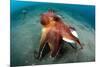 A Coconut Octopus, Lembeh Strait, Sulawesi, Indonesia-null-Mounted Photographic Print