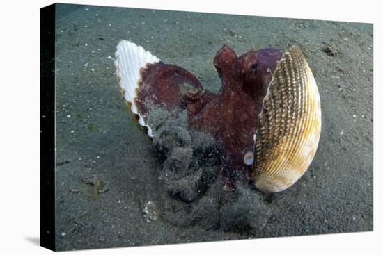 A Coconut Octopus, Lembeh Strait, Sulawesi, Indonesia-null-Stretched Canvas