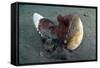 A Coconut Octopus, Lembeh Strait, Sulawesi, Indonesia-null-Framed Stretched Canvas