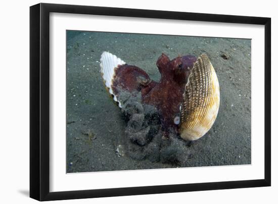 A Coconut Octopus, Lembeh Strait, Sulawesi, Indonesia-null-Framed Photographic Print