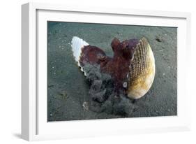 A Coconut Octopus, Lembeh Strait, Sulawesi, Indonesia-null-Framed Photographic Print