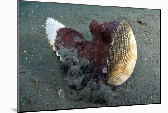 A Coconut Octopus, Lembeh Strait, Sulawesi, Indonesia-null-Mounted Photographic Print