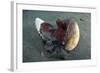 A Coconut Octopus, Lembeh Strait, Sulawesi, Indonesia-null-Framed Photographic Print