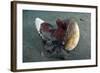 A Coconut Octopus, Lembeh Strait, Sulawesi, Indonesia-null-Framed Photographic Print