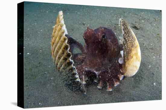 A Coconut Octopus, Lembeh Strait, Sulawesi, Indonesia-null-Stretched Canvas