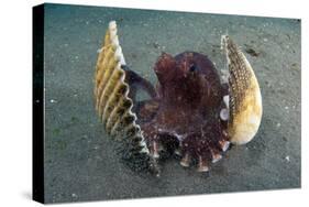 A Coconut Octopus, Lembeh Strait, Sulawesi, Indonesia-null-Stretched Canvas