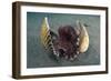 A Coconut Octopus, Lembeh Strait, Sulawesi, Indonesia-null-Framed Photographic Print