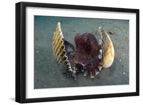 A Coconut Octopus, Lembeh Strait, Sulawesi, Indonesia-null-Framed Photographic Print