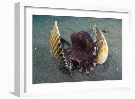 A Coconut Octopus, Lembeh Strait, Sulawesi, Indonesia-null-Framed Photographic Print