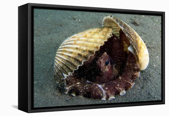 A Coconut Octopus, Lembeh Strait, Sulawesi, Indonesia-null-Framed Stretched Canvas