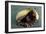 A Coconut Octopus, Lembeh Strait, Sulawesi, Indonesia-null-Framed Photographic Print