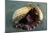 A Coconut Octopus, Lembeh Strait, Sulawesi, Indonesia-null-Mounted Photographic Print