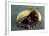 A Coconut Octopus, Lembeh Strait, Sulawesi, Indonesia-null-Framed Photographic Print