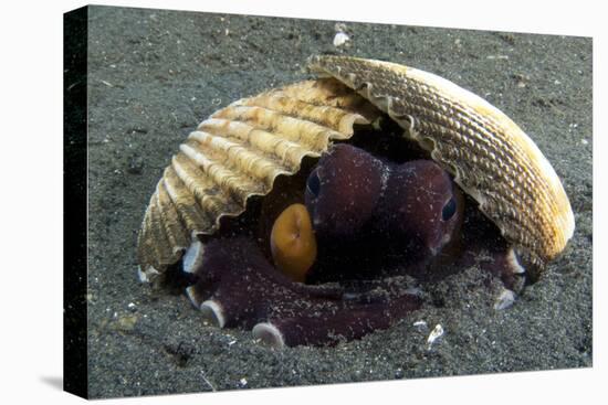 A Coconut Octopus, Lembeh Strait, Sulawesi, Indonesia-null-Stretched Canvas