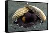 A Coconut Octopus, Lembeh Strait, Sulawesi, Indonesia-null-Framed Stretched Canvas