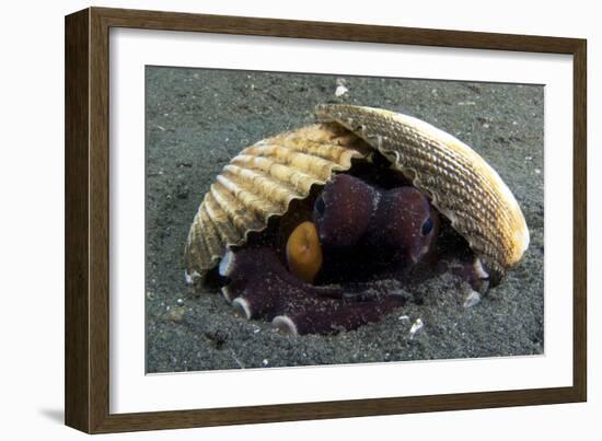 A Coconut Octopus, Lembeh Strait, Sulawesi, Indonesia-null-Framed Photographic Print