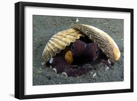 A Coconut Octopus, Lembeh Strait, Sulawesi, Indonesia-null-Framed Photographic Print