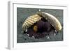 A Coconut Octopus, Lembeh Strait, Sulawesi, Indonesia-null-Framed Photographic Print