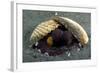 A Coconut Octopus, Lembeh Strait, Sulawesi, Indonesia-null-Framed Photographic Print