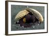 A Coconut Octopus, Lembeh Strait, Sulawesi, Indonesia-null-Framed Photographic Print