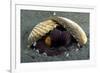 A Coconut Octopus, Lembeh Strait, Sulawesi, Indonesia-null-Framed Photographic Print