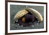 A Coconut Octopus, Lembeh Strait, Sulawesi, Indonesia-null-Framed Photographic Print