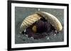 A Coconut Octopus, Lembeh Strait, Sulawesi, Indonesia-null-Framed Photographic Print