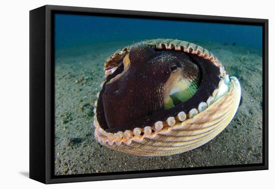 A Coconut Octopus, Lembeh Strait, Sulawesi, Indonesia-null-Framed Stretched Canvas