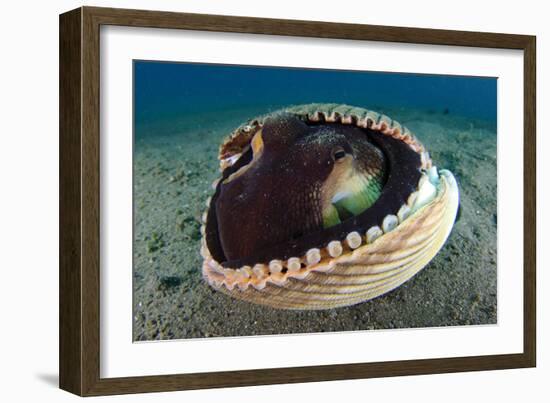 A Coconut Octopus, Lembeh Strait, Sulawesi, Indonesia-null-Framed Photographic Print