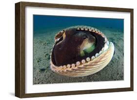 A Coconut Octopus, Lembeh Strait, Sulawesi, Indonesia-null-Framed Photographic Print