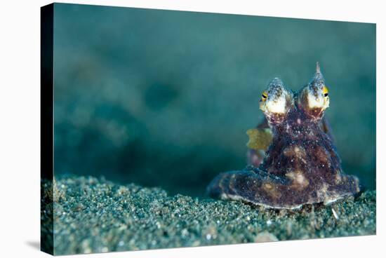 A Coconut Octopus, Lembeh Strait, Sulawesi, Indonesia-null-Stretched Canvas