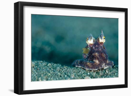 A Coconut Octopus, Lembeh Strait, Sulawesi, Indonesia-null-Framed Photographic Print