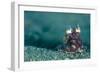 A Coconut Octopus, Lembeh Strait, Sulawesi, Indonesia-null-Framed Photographic Print