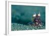 A Coconut Octopus, Lembeh Strait, Sulawesi, Indonesia-null-Framed Photographic Print