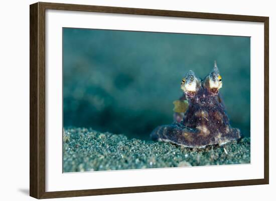 A Coconut Octopus, Lembeh Strait, Sulawesi, Indonesia-null-Framed Photographic Print