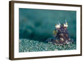 A Coconut Octopus, Lembeh Strait, Sulawesi, Indonesia-null-Framed Photographic Print