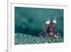 A Coconut Octopus, Lembeh Strait, Sulawesi, Indonesia-null-Framed Photographic Print