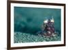 A Coconut Octopus, Lembeh Strait, Sulawesi, Indonesia-null-Framed Photographic Print