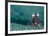 A Coconut Octopus, Lembeh Strait, Sulawesi, Indonesia-null-Framed Photographic Print