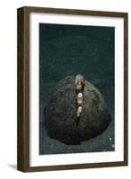 A Coconut Octopus, Lembeh Strait, Sulawesi, Indonesia-null-Framed Photographic Print