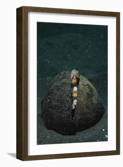 A Coconut Octopus, Lembeh Strait, Sulawesi, Indonesia-null-Framed Photographic Print