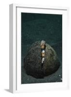 A Coconut Octopus, Lembeh Strait, Sulawesi, Indonesia-null-Framed Photographic Print