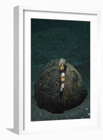 A Coconut Octopus, Lembeh Strait, Sulawesi, Indonesia-null-Framed Photographic Print