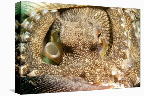 A Coconut Octopus, Lembeh Strait, Sulawesi, Indonesia-null-Stretched Canvas